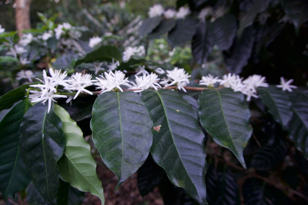 Coffee blossoms in San Marcos, Guatemala